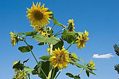 TGA：师父工作室新作《Rematch》预告